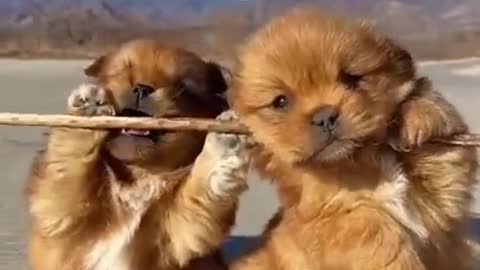 Cute pets fun moments