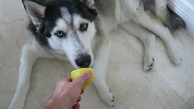 Husky gives comical reaction to lemon tasting