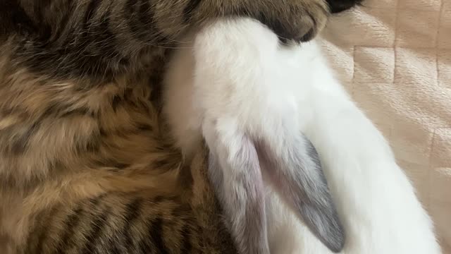 Sleeping cat and rabbit