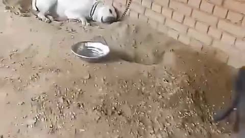 Cute dog