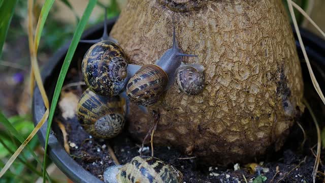 Snail house