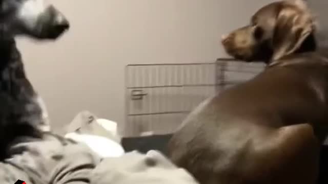 Wait for it #funnydog #dog #pet #animals #dogsoftiktok