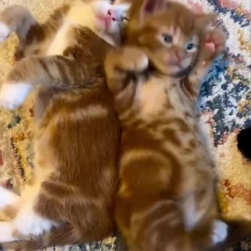 wiggly kitties