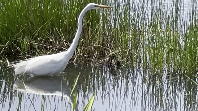 Alligator Stalks Great Egret And Little Blue Heron Part 2 4K