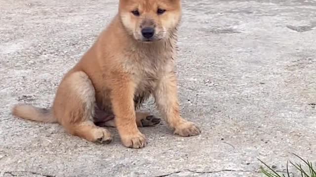 Passing by a farmer's house today, I saw a puppy with tiger head and cat ears