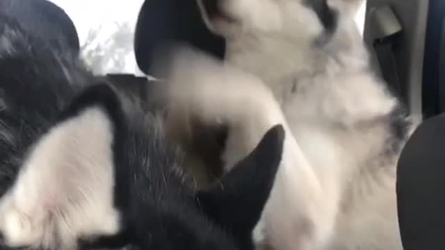 Funny Huskies