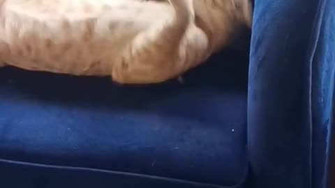 Funny Cat 😺 videos 😂😂😂