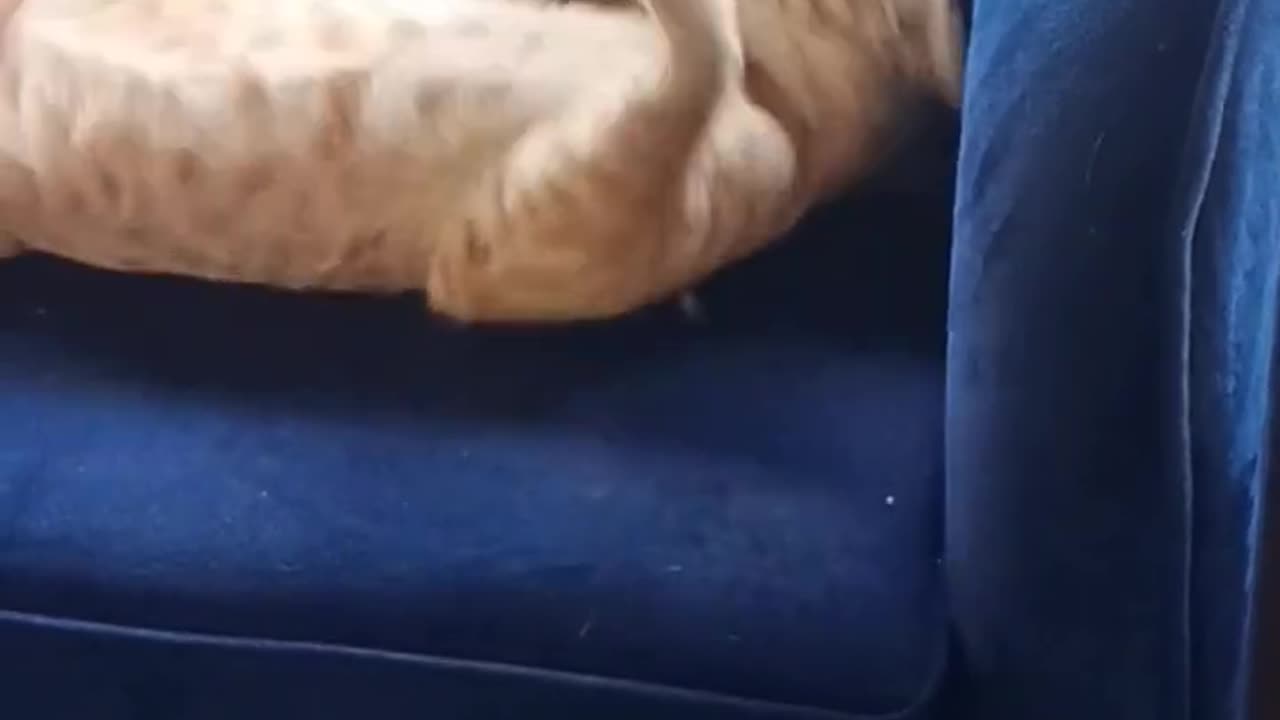Funny Cat 😺 videos 😂😂😂