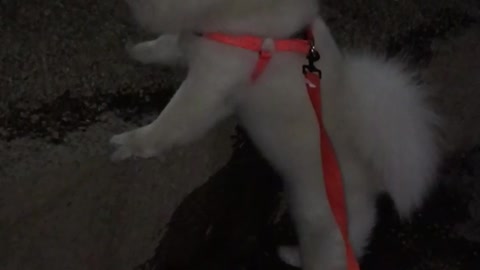 White dog on orange leash looking around
