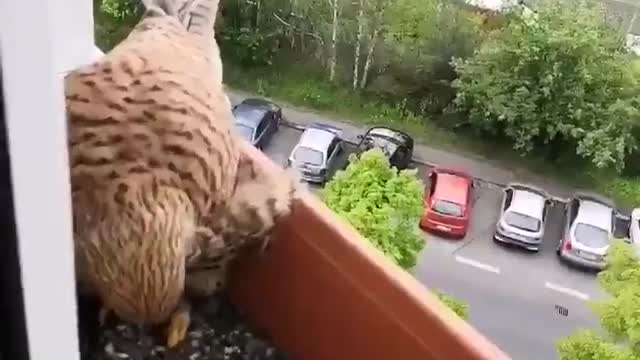 Falcon takes care of its eggs in a plant box in a building and human feeds it.