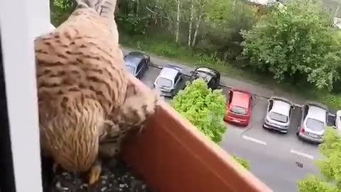 Falcon takes care of its eggs in a plant box in a building and human feeds it.