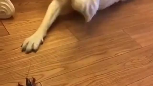 The Crayfish Makes Dogs Crazy - Funny Dogs Compilation of 2021