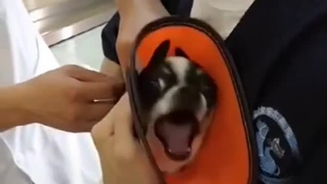 Funny Dog Reaction For Vet Injection