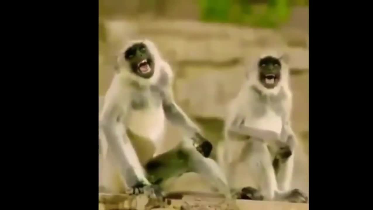 Two monkeys laughing out loud [meme]