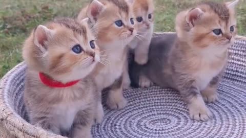 Funny_Cats