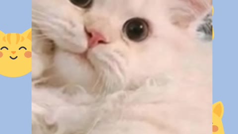 Baby Cat #petsLovers