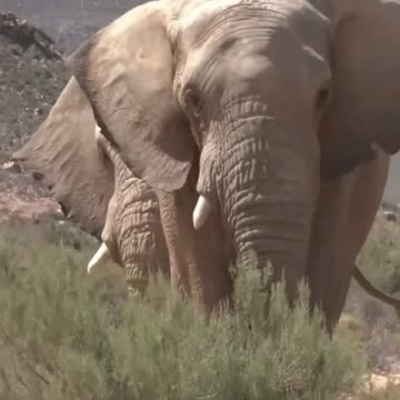 Facts about African Elephants! #shortvideo #subscribe #animals #animalfacts #funny#pets #pet