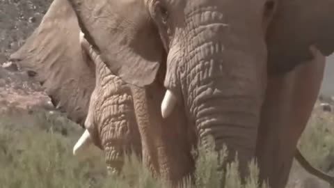 Facts about African Elephants! #shortvideo #subscribe #animals #animalfacts #funny#pets #pet