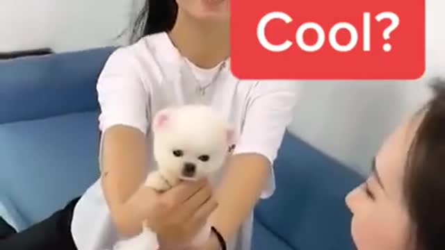 cute dog | Dog free lifestyle | cutepuppy