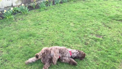 Labradoodle enjoying a roll on grass