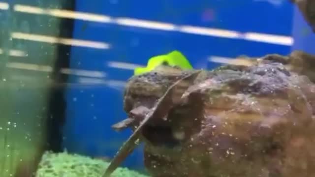 Fish playing hide and seek try to not laugh