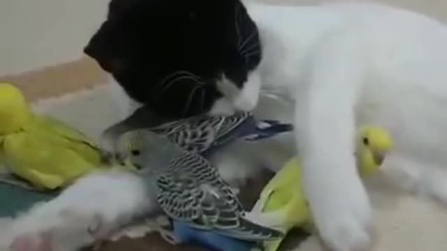 How carefully this cat holding his homie parrots