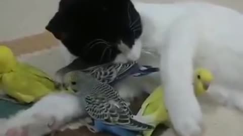 How carefully this cat holding his homie parrots