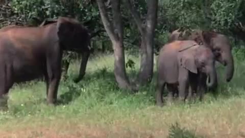 Animals Getting Drunk Off Ripe Marula Fruit