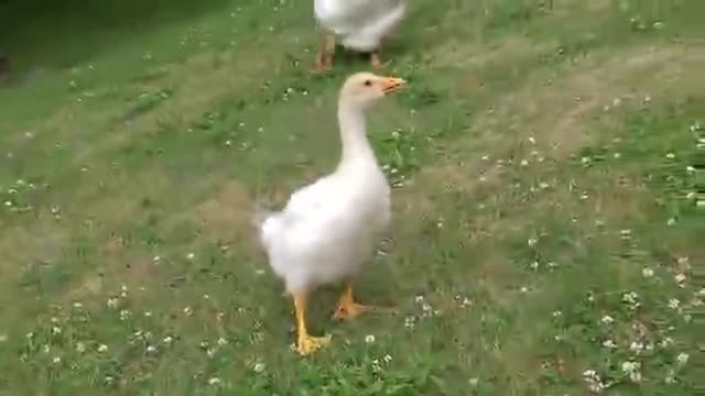 Happiness is a Gosling recognizing you, and running excitedly towards you. His name is Sam