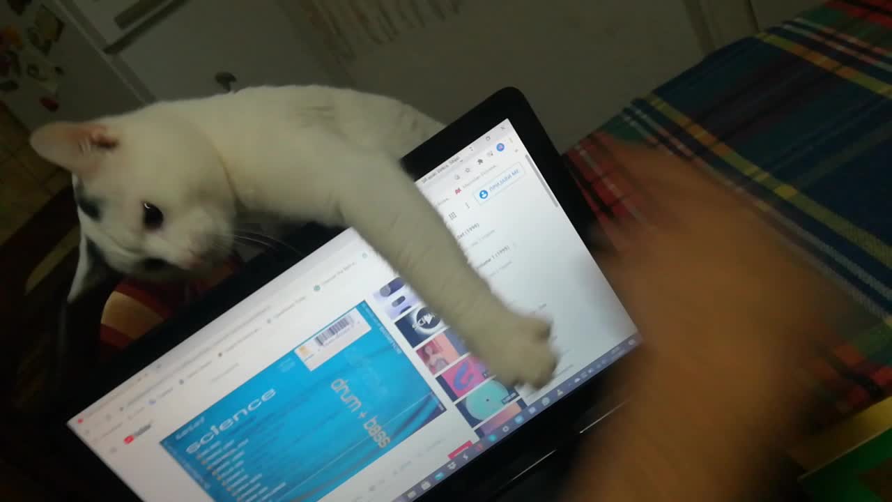 How to make a hologram kitty using a lap top