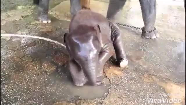 Baby Elephant Enjoying Bathing.