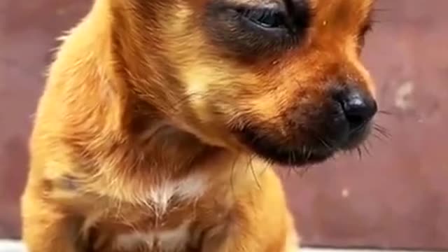 When you're too sleepy but you're forced to take a video