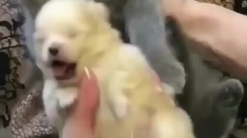 love cat 😻💖🐶 Cute kitten hugs puppy #shorts #pets #cats #puppy #dog