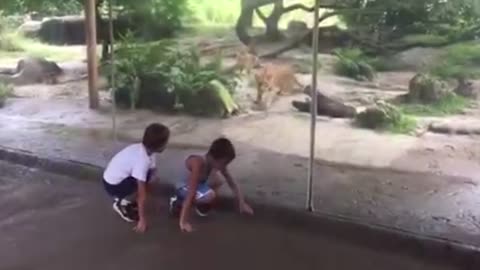 Humans vs animals.. interaction and result