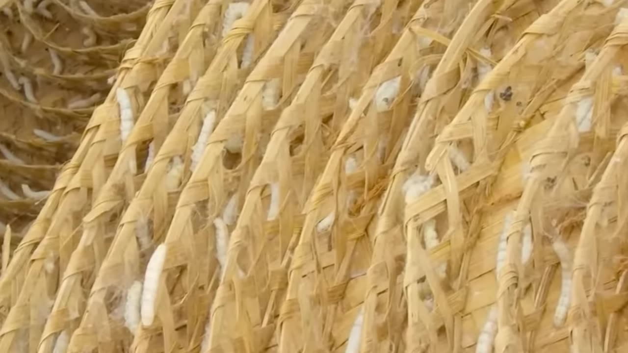 Mostly beautiful unique video 😍📸