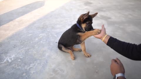 Dog training video