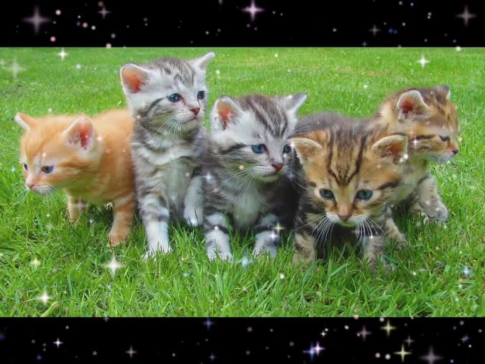 #status #catlover Cat Lover WhatsApp Status X Love Your Pets