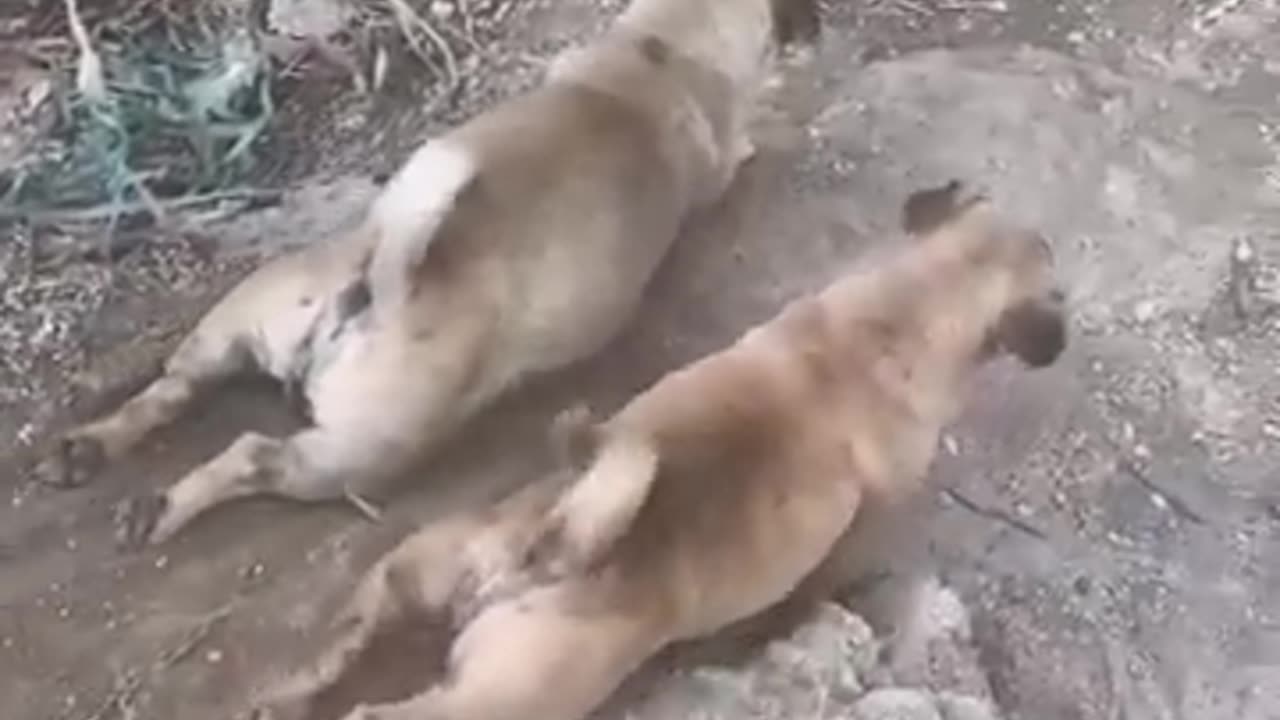 Funniest Animals🐵🐔🐶🐷