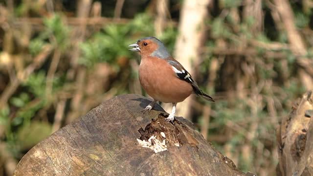 A sparrow that steals food