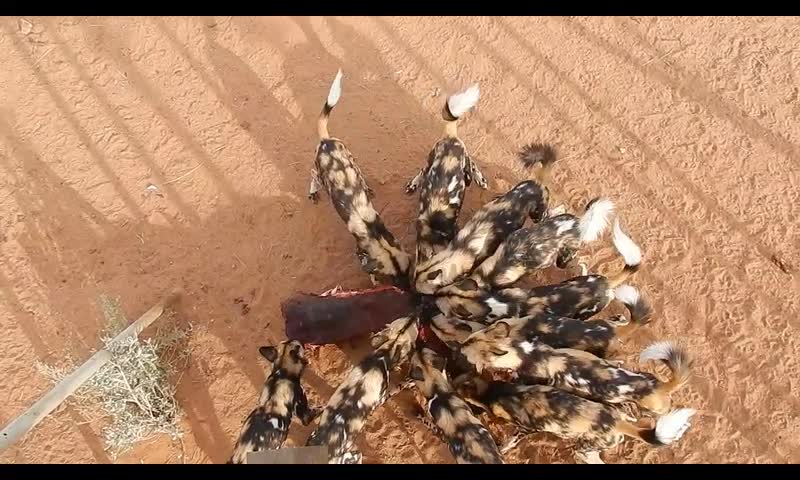 Feeding Wild Dogs at the N/a'an ku se Wildlife Sanctuary in Namibia