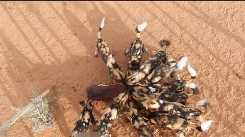 Feeding Wild Dogs at the N/a'an ku se Wildlife Sanctuary in Namibia