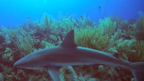 Caribbean Reef Shark