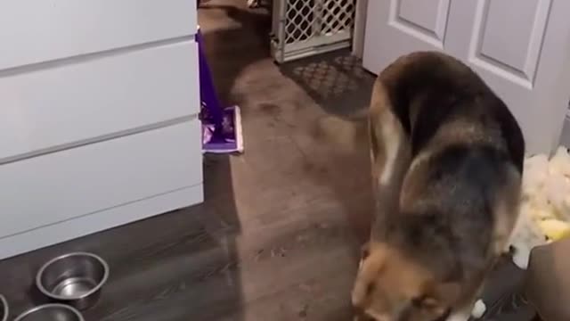 Doggos Try to Hide Who Tore Up the Couch