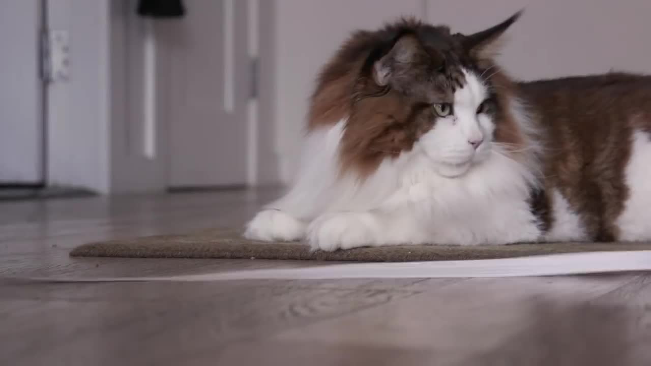 Meet The Largest Cat In NYC (And His Human, Too)