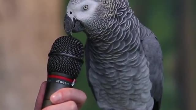 Funniest Parrots 🐦🐦 Funny Parrot Talking Videos Compilation