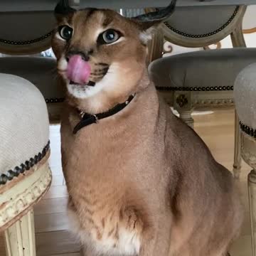 Pumba has a great left hook😸