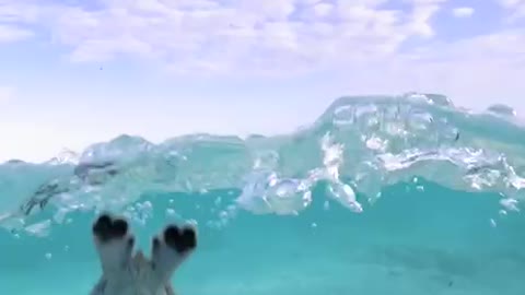 Funny animal under water