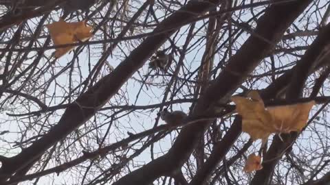 Possum in the tree