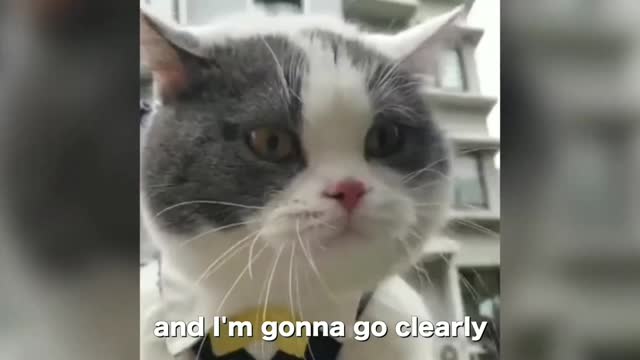 Cat talking english