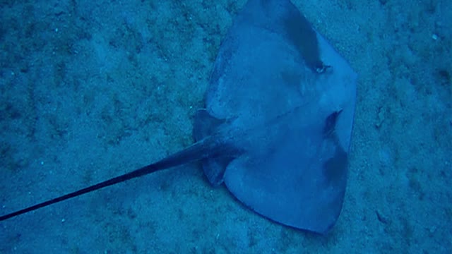 Stingray foraging. Oahu, Hawaii